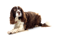 Smudge1