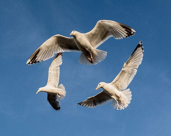 Alan Brown - Three Gulls
