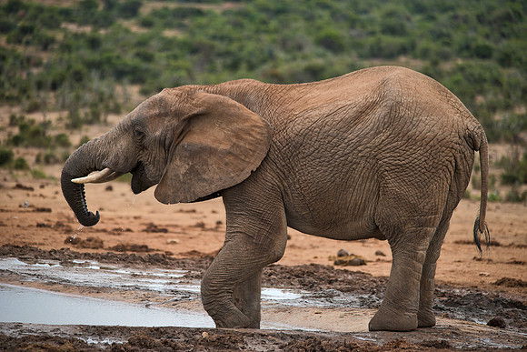 Andy Cutler - Elephant - Addo National Park - RSA