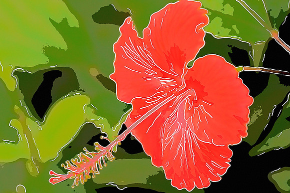 Andy Cutler - Hibiscus
