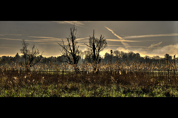 Alan Brown - Port Meadow
