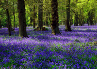 Simon_Tilley_Bluebells