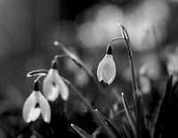 Simon_Tilley_Snowdrops BandW
