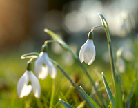 Simon_Tilley_Snowdrops