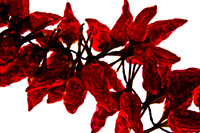 Alan Brown - Hot Chillis