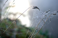Andy Cutler - Cobweb