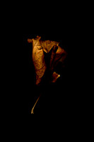Alan Brown - Leaf Scan