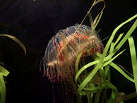 PRD_Boston_Jellyfish
