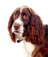 Smudge